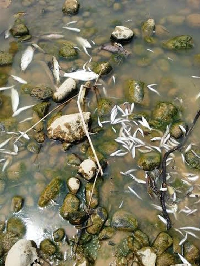 Cá chết hàng loạt bất thường trên sông Âm